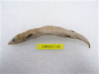 藏品(鼠鱚)的圖片